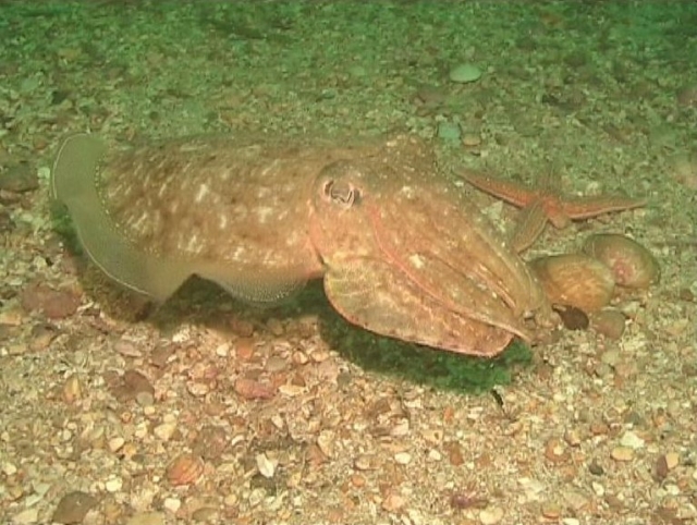 CSSMD Plongée Dieppoise